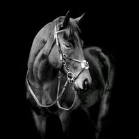 .cj.equine
