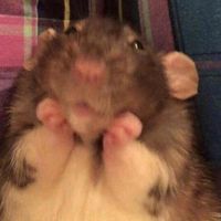 bratty_rat