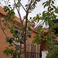 amapola19512
