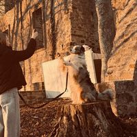 australianshepherdmylo
