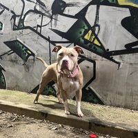 bullybella2022