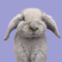 bunnykhitao
