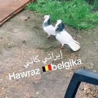 iranikirkuk