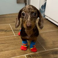 anita_minidachshund