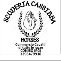 scuderiacassibbahorses