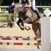 showjumping.m_
