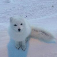 therian_tips2