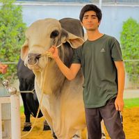d_cattle_farm