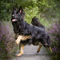 thor_gsd