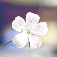 nguyenvanhung88887