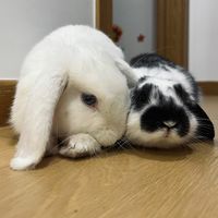 rabbitsx22