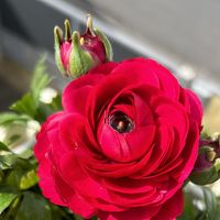 nour.nawala