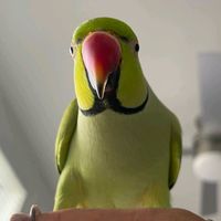 TikTok Account - https://p16-pu-ie.tiktokcdn-eu.com/tos-useast2a-avt-0068-euttp/6d382f1d7bf8c7231d6b7f274a6cbf68~tplv-tiktokx-cropcenter:200:200.jpeg