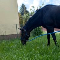 _.koniarka._.koniki._
