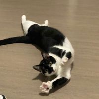mimielaqueen38