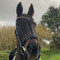 _equine.holly