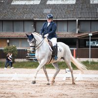 dressurteamtalentfrei