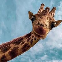 TikTok Account Photo