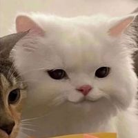 ban4674