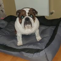 ayax.the.bulldog