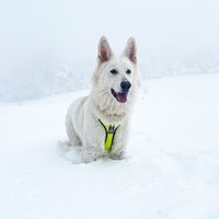 cisco_le_berger_blanc