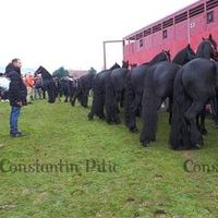 friesian.horse.fr