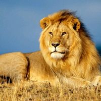 wildanimals1234