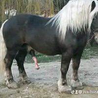 jiva.buzar