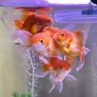 fishfivebob