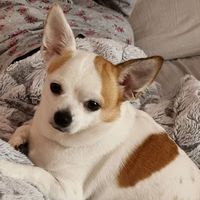 chicco6483