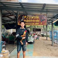 panuwat_farm