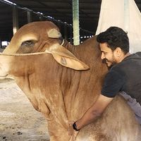 cattle_expert