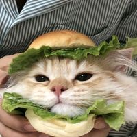 TikTok Account - https://p16-pu-ie.tiktokcdn-eu.com/tos-useast2a-avt-0068-euttp/7373175062072295457~tplv-tiktokx-cropcenter:200:200.jpeg