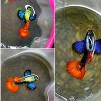 baromey_decor