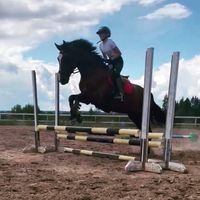 poni._videi