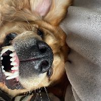 finnthegoldi