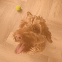hallo_ik_ben_maxio