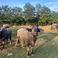 bivoliidintarahategului