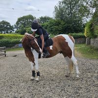 portiashowjumping