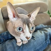 gatto.pepe