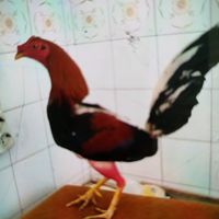 galleralosamigoshuelva