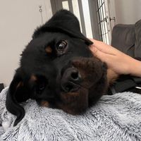 rocky_the_rotti