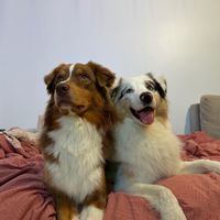 maia_theaussie