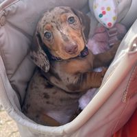 lilothedachshund7