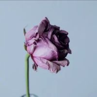 TikTok Account - https://p16-pu-ie.tiktokcdn-eu.com/tos-useast2a-avt-0068-euttp/7fa59a4f23579d6c370cc7ba8e0a4294~tplv-tiktokx-cropcenter:200:200.jpeg