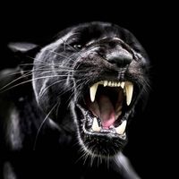 kashmiri_jaguar