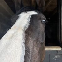 tgs.equestrian