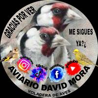 aviariodavidmoraoficial