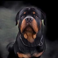 aron_the_rottweiler