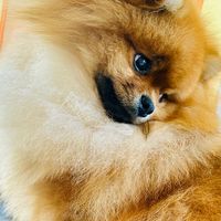 hermes.love.pom